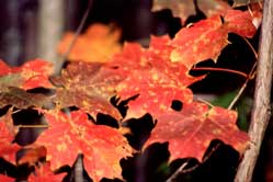 Recycle Your Leaves Image